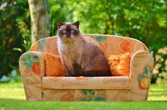 Himalayan Cat Sitting on Orange Sofa Chair during Daytime Royalty Free Stock Photo Himalayan Cat Sitting on Orange Sofa Chair during Daytime Royalty Free Stock Photo