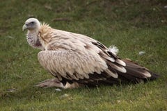 Himalayan Vulture Royalty Free Stock Image