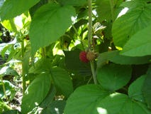 Himbeere-laubwechselnder Strauch mit dem beständigen Rhizom, von dem zweijährige Luftstämme bis anderthalb Meter entwickeln lizenzfreie stockbilder Himbeere-laubwechselnder Strauch mit dem beständigen Rhizom, von dem zweijährige Luftstämme bis anderthalb Meter entwickeln lizenzfreie stockbilder