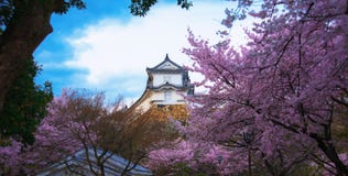 Himeji vit slott och körsbärsröd blomning royaltyfria bilder Himeji vit slott och körsbärsröd blomning royaltyfria bilder