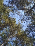 Himmel und Gr?n stockbild Himmel und Gr?n stockbild