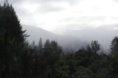 Hinterer Wald und kühler Nebel lizenzfreies stockbild Hinterer Wald und kühler Nebel lizenzfreies stockbild