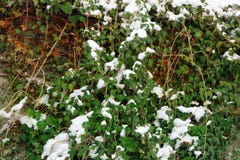 Hintergrund von grünen Efeublättern und -niederlassungen unter dem Schnee auf der Wand stockfotografie Hintergrund von grünen Efeublättern und -niederlassungen unter dem Schnee auf der Wand stockfotografie