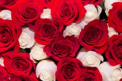 Hintergrund von roten und weißen Rosen stockbild Hintergrund von roten und weißen Rosen stockbild