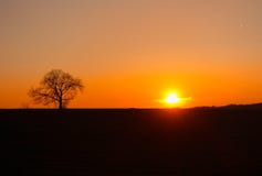 Hintergrundbeleuchteter Baum bei Sonnenuntergang Hintergrundbeleuchteter Baum bei Sonnenuntergang
