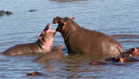 Hippo Fight Stock Image