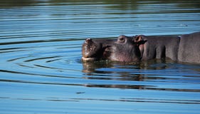 Hippo (Hippopotamus Amphibius) Stock Photography Hippo (Hippopotamus Amphibius) Stock Photography