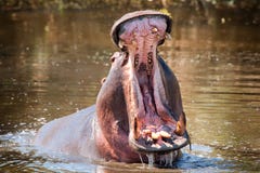 Hippo (Hippopotamus Amphibius) Royalty Free Stock Photo
