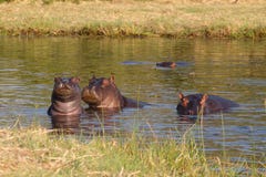 Hippo Hippopotamus, Okavango delta, Botswana Africa royalty free stock photography Hippo Hippopotamus, Okavango delta, Botswana Africa royalty free stock photography