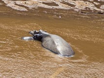 Hippo met haar baby in slaap in het water royalty-vrije stock foto's Hippo met haar baby in slaap in het water royalty-vrije stock foto's