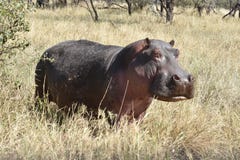 Hippopotamus grazing in Serengeti, Tanzania royalty free stock images Hippopotamus grazing in Serengeti, Tanzania royalty free stock images
