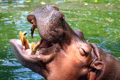 Hippo, ανοικτό στόμα Hippopotamus, Hippopotamus στενό σε επάνω νερού στοκ φωτογραφία με δικαίωμα ελεύθερης χρήσης Hippo, ανοικτό στόμα Hippopotamus, Hippopotamus στενό σε επάνω νερού στοκ φωτογραφία με δικαίωμα ελεύθερης χρήσης