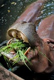 Hippo σίτισης στοκ εικόνες Hippo σίτισης στοκ εικόνες
