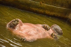 Hippopotame appréciant sa natation dans l'étang photos stock Hippopotame appréciant sa natation dans l'étang photos stock