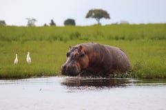 Hippopotame - parc national de Chobe - le Botswana image stock Hippopotame - parc national de Chobe - le Botswana image stock