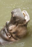 Hippopotamus Royalty Free Stock Photos