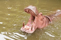 Hippopotamus. Royalty Free Stock Images