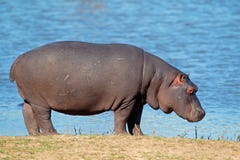 Hippopotamus Royalty Free Stock Image