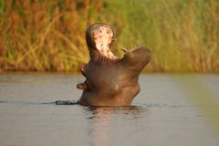 Hippopotamus Stock Photography