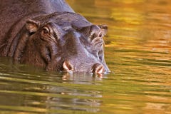 Hippopotamus Royalty Free Stock Images