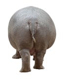 Hippopotamus back cutout