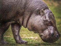 Hippopotamus stock photography Hippopotamus stock photography