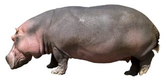 Hippopotamus , Hippo, Wildlife Isolated On White Royalty Free Stock Images Hippopotamus , Hippo, Wildlife Isolated On White Royalty Free Stock Images