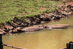 Hippopotamus Hippopotamus amphibius family enjoying the water, refreshed by the summer heat royalty free stock images Hippopotamus Hippopotamus amphibius family enjoying the water, refreshed by the summer heat royalty free stock images