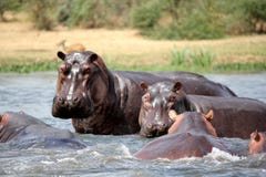 Hippopotamus (Hippopotamus amphibius) royalty free stock photos Hippopotamus (Hippopotamus amphibius) royalty free stock photos