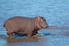 Hippopotamus In Water Royalty Free Stock Photography