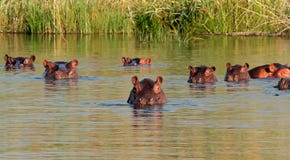 Hippopotamus In Water Stock Images