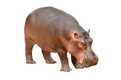 Hippopotamus Isolated Stock Photography