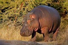 Hippopotamus, South Africa Stock Photos Hippopotamus, South Africa Stock Photos