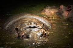 Hippopotamus που κολυμπά στο νερό στοκ φωτογραφία με δικαίωμα ελεύθερης χρήσης Hippopotamus που κολυμπά στο νερό στοκ φωτογραφία με δικαίωμα ελεύθερης χρήσης
