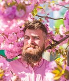 Hipster in roze overhemd dichtbij tak van sakura Mens met baard en snor op het glimlachen gezicht dichtbij bloemen Gebaarde mens royalty-vrije stock afbeelding Hipster in roze overhemd dichtbij tak van sakura Mens met baard en snor op het glimlachen gezicht dichtbij bloemen Gebaarde mens royalty-vrije stock afbeelding