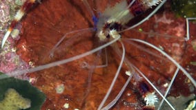 Hispidus unido de Stenopus do camarão do pugilista no coral do Mar Vermelho Sudão Shaab Rumi vídeos de arquivo Hispidus unido de Stenopus do camarão do pugilista no coral do Mar Vermelho Sudão Shaab Rumi vídeos de arquivo