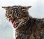 Hissing Cat Royalty Free Stock Photo