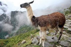 Historic Lost City of Machu Picchu - Peru royalty free stock photography Historic Lost City of Machu Picchu - Peru royalty free stock photography