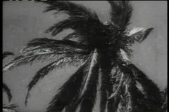 Historische Wiederinkraftsetzung des Soldatschießenmannes versteckt in der Palme stock video footage Historische Wiederinkraftsetzung des Soldatschießenmannes versteckt in der Palme stock video footage