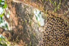 Hive of wild Asian honey bees on tree stock image Hive of wild Asian honey bees on tree stock image