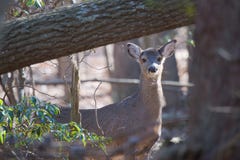 Hjortar i nyfikna trän fotografering för bildbyråer Hjortar i nyfikna trän fotografering för bildbyråer