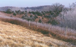 Hoar Frost glitzert in den Bäumen und in den Gräsern des Vorfrühlings lizenzfreies stockbild Hoar Frost glitzert in den Bäumen und in den Gräsern des Vorfrühlings lizenzfreies stockbild