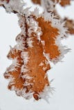 Hoar Frost on Oak Leaves. Oak leaf with frozen snow. royalty free stock photos Hoar Frost on Oak Leaves. Oak leaf with frozen snow. royalty free stock photos
