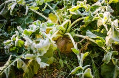 Hoar Frost On Beet Root Stock Images Hoar Frost On Beet Root Stock Images