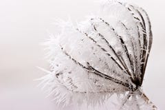 Hoar Frost Or Soft Rime On Plants At A Winter Day Stock Photos