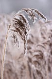 Hoar Frost Or Soft Rime On Plants At A Winter Day Stock Photography