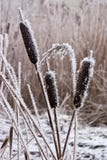Hoar Frost Or Soft Rime On Plants At A Winter Day Royalty Free Stock Photography