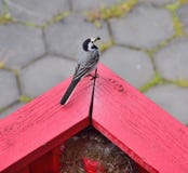 Hochequeue avec des mouches dans son bec, prêt à alimenter le jeune dans le nid Islande, juin photographie stock Hochequeue avec des mouches dans son bec, prêt à alimenter le jeune dans le nid Islande, juin photographie stock
