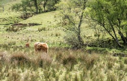 Hochlandvieh, das auf dem Gebiet, Schottland bleibt lizenzfreies stockfoto Hochlandvieh, das auf dem Gebiet, Schottland bleibt lizenzfreies stockfoto