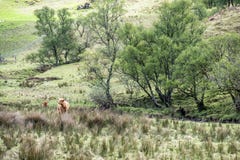 Hochlandvieh, das auf dem Gebiet, Schottland bleibt stockfoto Hochlandvieh, das auf dem Gebiet, Schottland bleibt stockfoto